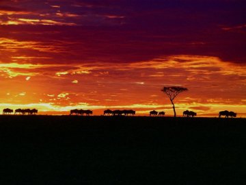 Wildebeests in a Kenyan sunset