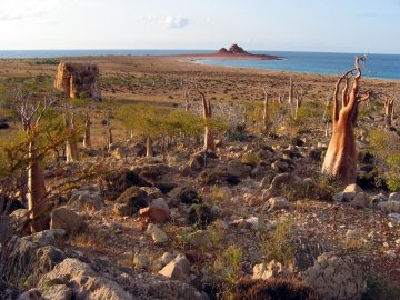 Socotra landscape