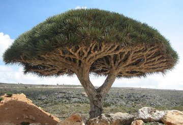 Dragon's Blood tree on Socotra