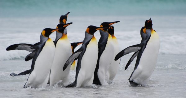 King penguins in the Falkland Islands
