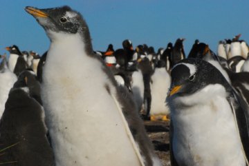 Rockhopper penguin chicks, Falkland Islands