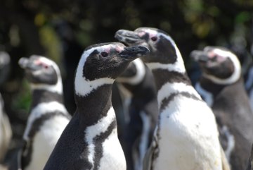 Magellanic penguins in Argentina