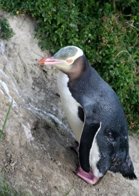 Yellow-eyed penguin in New Zealand