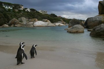 Penguins on the beach in South Africa