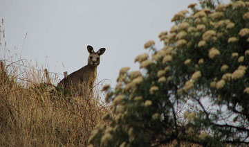 Kangaroo spotting