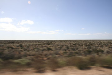 the bush
