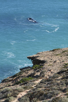 Southern Right whale