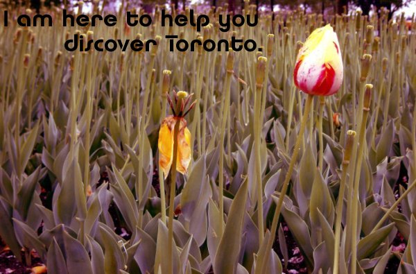 Ottawa Tulip Festival