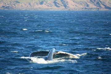 breaching humpback