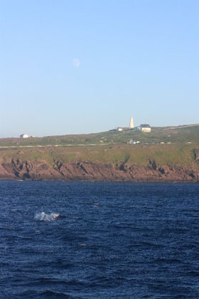 whale and lighthouse