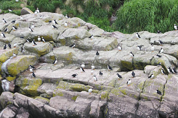 puffins