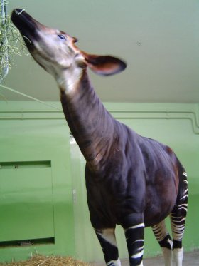 Okapi in Frankfurter Zoo