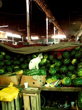 La Vega market, Santiago