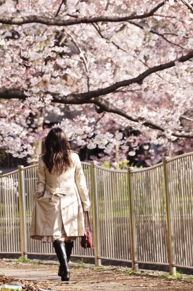 Cherry blossoms in Tokyo