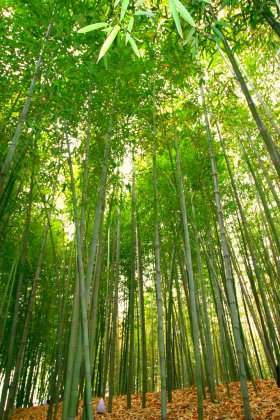 Bamboo forest, Gwangju, Korea