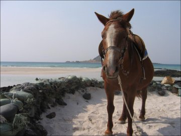 Horse on the beach on Jeju-do
