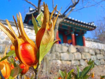 Yangdong, Gyeongju, South Korea