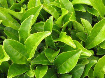 Green tea leaves in Korea