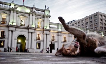 Dog at Plaza de la Constitución