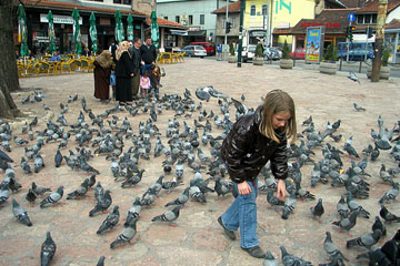 Sarajevo pigeons