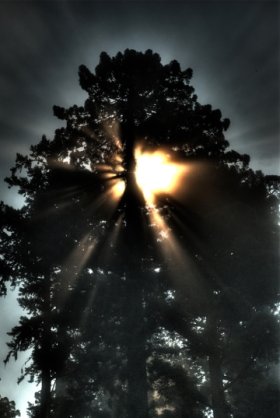 Sun setting behind Humboldt redwood