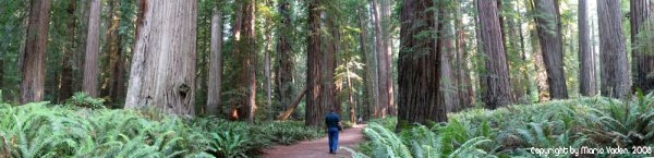 Stout Grove redwoods