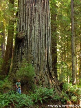 Redwood in Prairie Creek