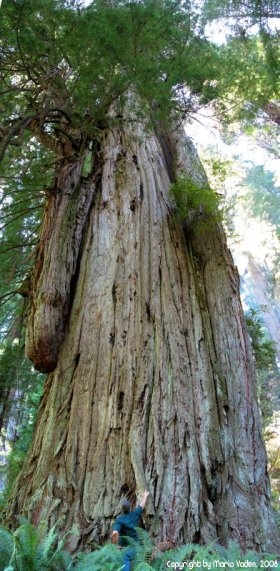 Grove of Titans redwood