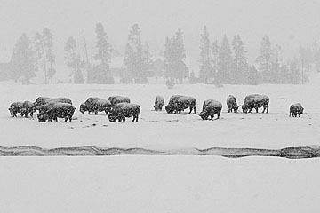 Bison in Yellowstone