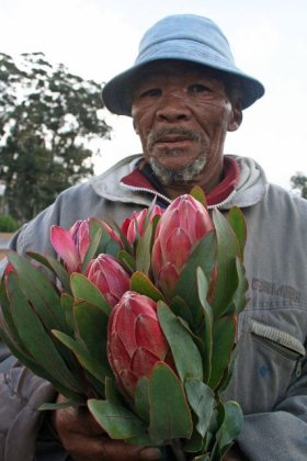 Protea Seller, Stellenbosch, South Africa