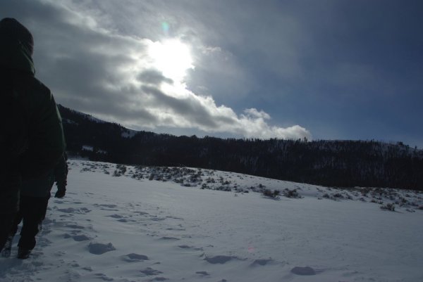 Winter wolf hiking in Yellowstone