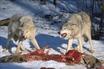 Wolves guarding a kill