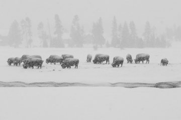 Bison herd in the snow, Yellowstone