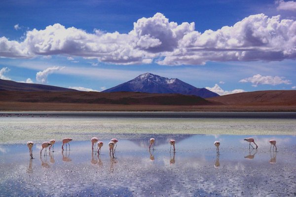 Flamingo lake in Bolivia's southwest