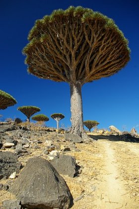 Dragon's Blood Tree, Socotra