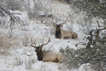 Elk in the snow