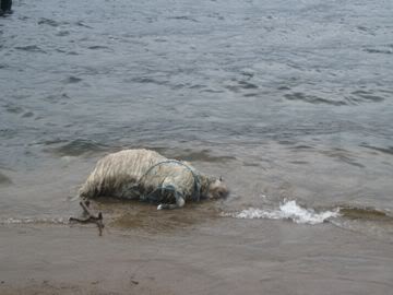 Dead sheep on Loch Morar shore
