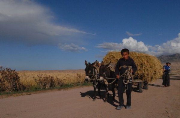 Kyrgyz boy leading mules
