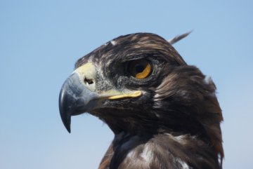 Hunting eagle Kyrgyzstan