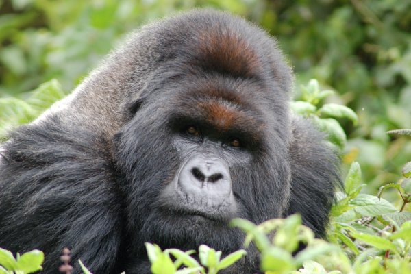 Mountain gorilla, Rwanda
