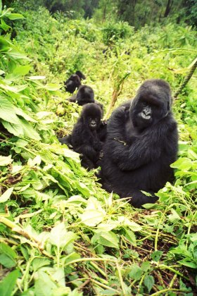 Gorilla family, Rwanda