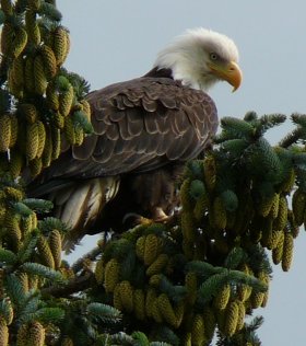 Bald eagle, Canada