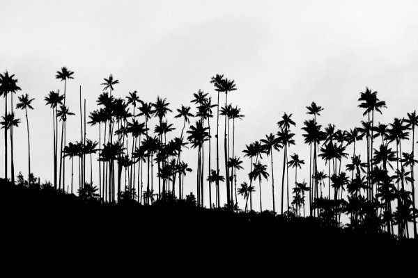 Wax palms, Colombia