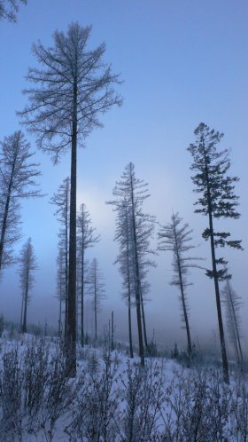 Foggy winter forest, Montana