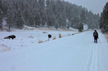 Cross-country skiing in Yellowstone