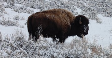 Yellowstone bison in winter