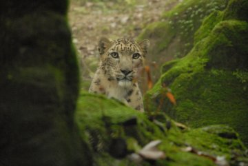 Snow leopard, Pakistan