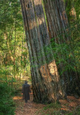 Big Basin Redwoods, CA