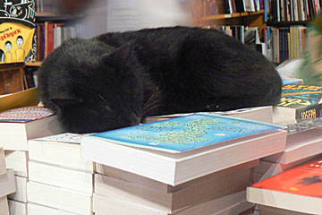 cat at Shakespeare & Co bookstore