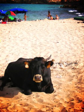 Cow on the beach